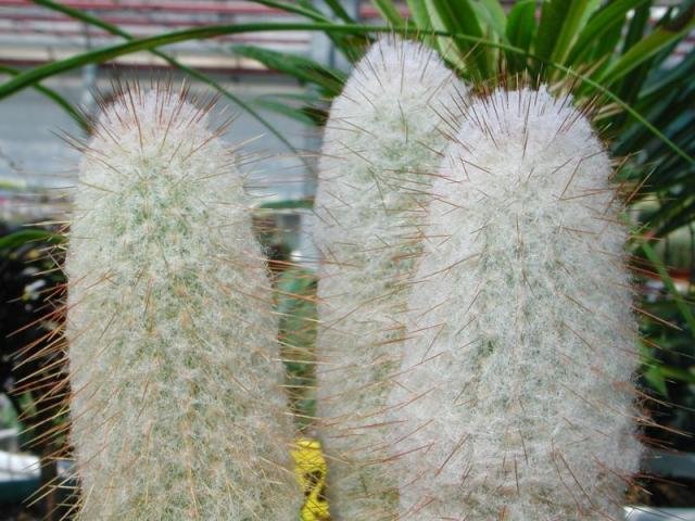 Espostoopsis_dybowskii